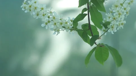Bird cherry tree branch with amazing pink blossom  waving on light wind Stock Footage 50078464
