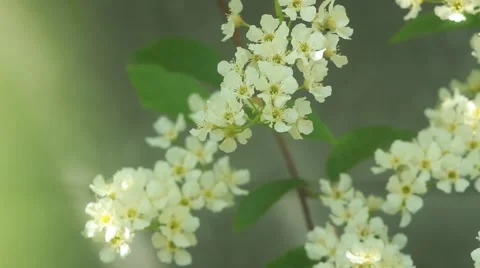 Bird cherry tree branch with amazing pink blossom  waving on light wind Stock Footage 50078840
