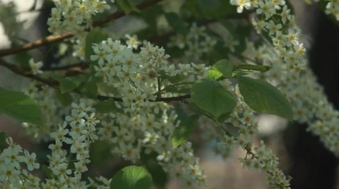 Bird cherry tree branch with amazing pink blossom  waving on light wind Vídeo Stock 50078858