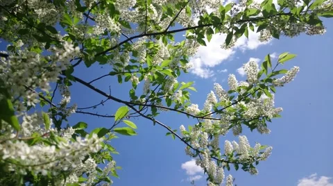 Bird cherry tree branch with amazing pink blossom  waving on light wind Stock Footage 50080209