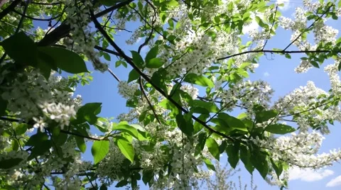 Bird cherry tree branch with amazing pink blossom  waving on light wind Stock Footage 50080266