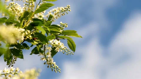 Bird-Cherry Tree Branch In Bloom    Video stock 49842529