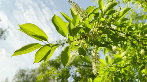 Bird cherry tree branch grows white flowers under a bright spring sky Stock Footage 335774765