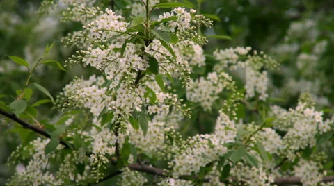 Bird cherry tree branch with pink blossom in beautiful HD red toned clip. Stock Footage 49495895