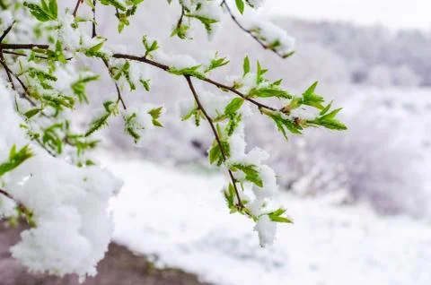 Bird cherry tree branch with young leaves snow-covered. abnormal weather in t Stock Photos