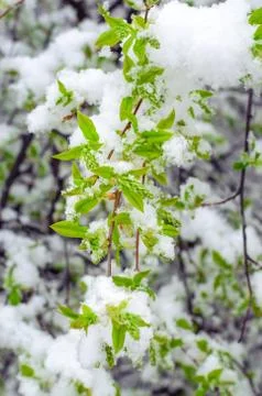 Bird cherry tree branch with young leaves snow-covered. abnormal weather in t Stock Photos