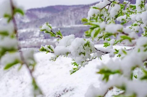 Bird cherry tree branch with young leaves snow-covered. abnormal weather in t Stock Photos