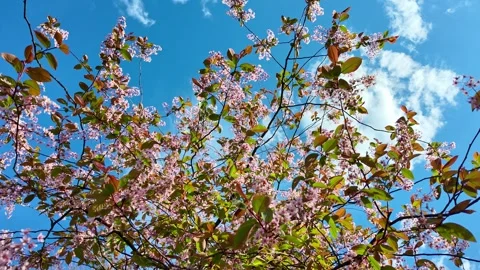 Bird cherry tree branches swaying with pink blossoms against blue sky Stock Footage 333279136