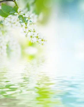 Bird-cherry tree flowers Stockfoto's