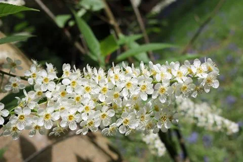 Bird cherry tree flowers Stock Photos