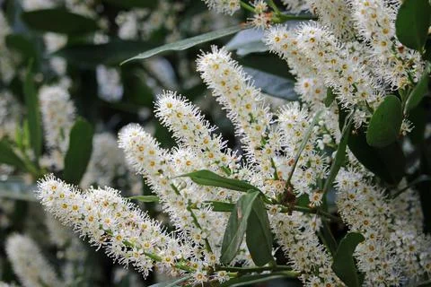 Bird cherry tree flowers Stock Photos