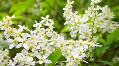 Bird-cherry tree Vídeo Stock 11052946