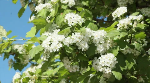 Bird-cherry tree Stock Footage 27789372