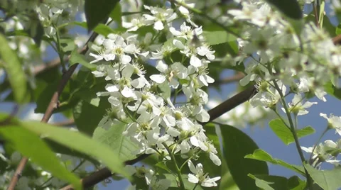 Bird-cherry tree Stock Footage 28963287