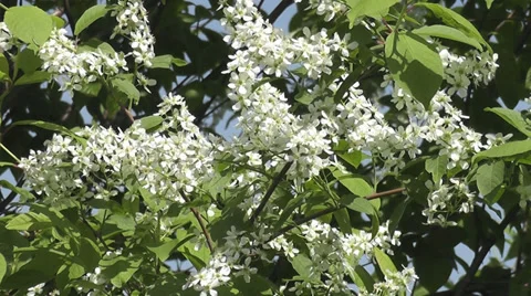 Bird-cherry tree Stock Footage 28969537