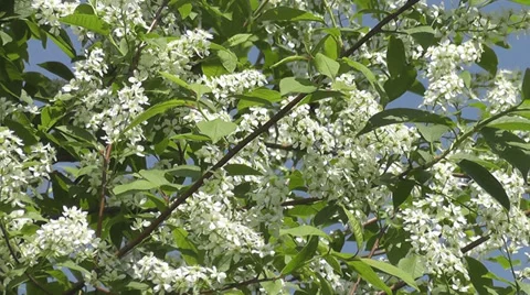 Bird-cherry tree Stock Footage 28972757