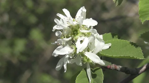 Bird-cherry tree Stock Footage 28973605