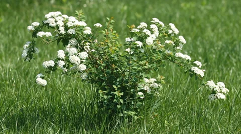 Bird Cherry Tree Stock Footage 29643381