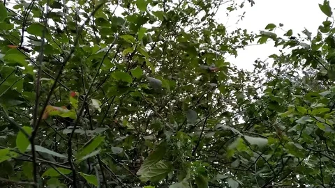 Bird cherry tree Stock Footage 115101845