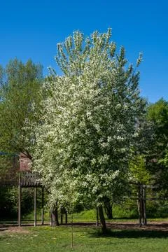 A bird cherry tree in a garden Stock Photos