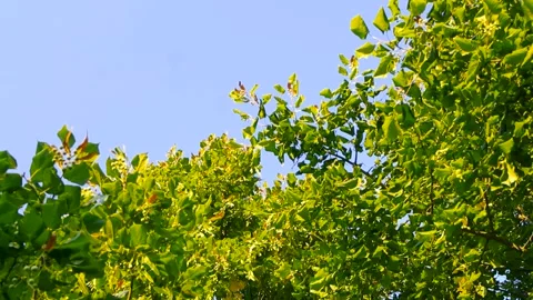 Bird cherry tree leaves swaying in the wind against a blue sky Stock Footage 344857369