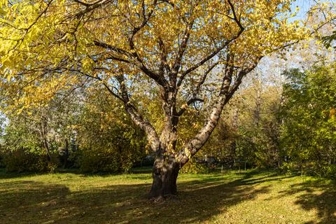 Bird cherry tree or Latin Prunus maackii also Padus maackii with yellow leaves Foto stock