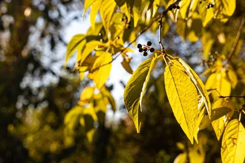 Bird cherry tree or Latin Prunus maackii also Padus maackii with yellow leaves 스톡 사진