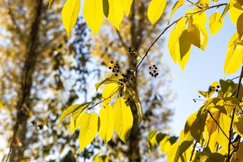 Bird cherry tree or Latin Prunus maackii also Padus maackii with yellow leaves Stock Photos