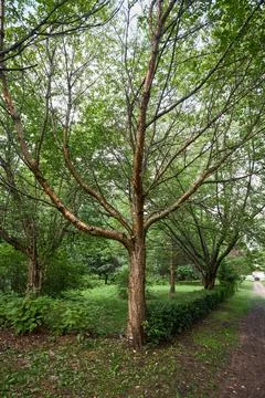 Bird cherry tree or Prunus maackii, also Padus maackii. Prunus maackii or Man Stock Photos