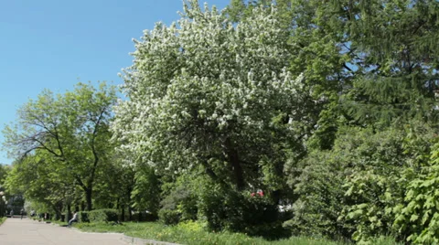 Bird-cherry tree in the  park Stock Footage 27789376