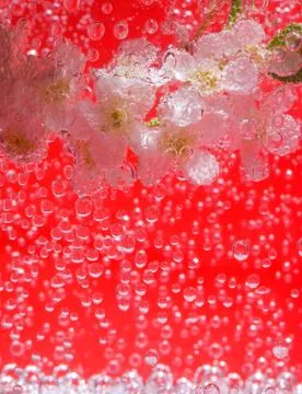 Bird cherry tree Stock Photos