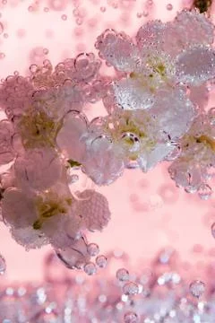 Bird cherry tree Stock Photos