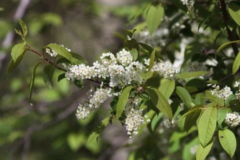 Bird cherry tree 스톡 사진