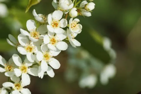 Bird cherry tree Stock Photos