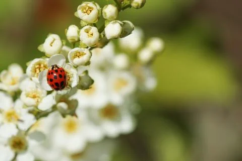 Bird cherry tree Stock Photos