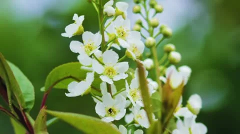 Bird-cherry tree (Prunus Padus) with spring flowers blooming Видео 11237815