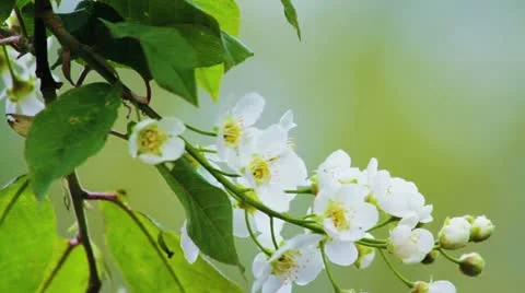 Bird-cherry tree (Prunus Padus) with spring flowers blooming 库存影片 11237817