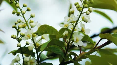 Bird-cherry tree (Prunus Padus) with spring flowers blooming Видео 11237820