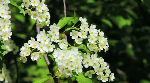 Bird-cherry tree (Prunus Padus) with spring flowers blooming Видео 11237824