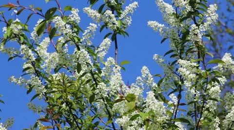 Bird-cherry tree (Prunus Padus) with spring flowers blooming Видео 11237836