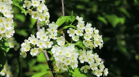 Bird-cherry tree (Prunus Padus) with spring flowers blooming Видео 11237839