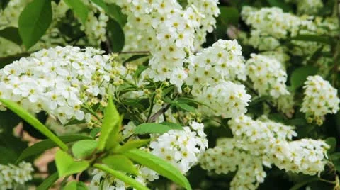 Bird-cherry tree (Prunus Padus) with spring flowers blooming Видео 11287863