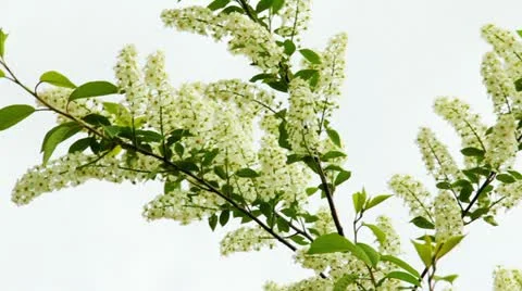 Bird-cherry tree (Prunus Padus) with spring flowers blooming Видео 11287881