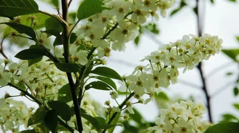 Bird-cherry tree (Prunus Padus) with spring flowers blooming Видео 11287898