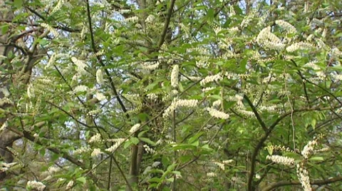 Bird Cherry tree, Prunus padus Watereri in full bloom, white flower racemes Stock Footage 42212550