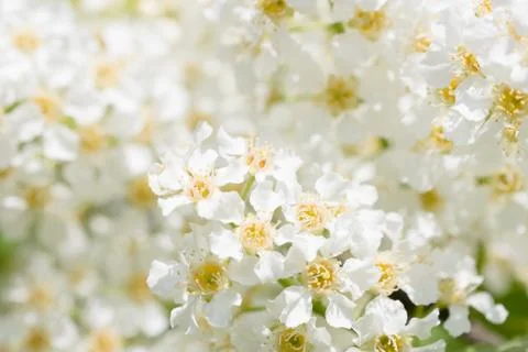 Bird cherry tree spring blossom close up Stock Photos