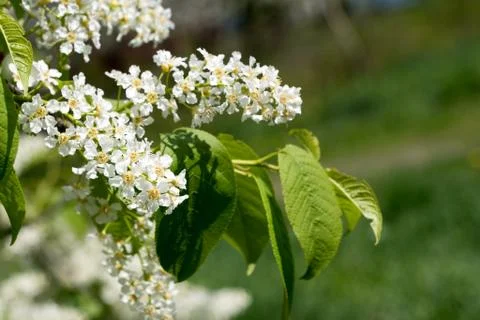 Bird cherry tree spring blossom on green background Stock Photos