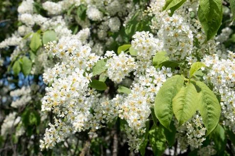 Bird cherry tree spring blossom close up Stock Photos