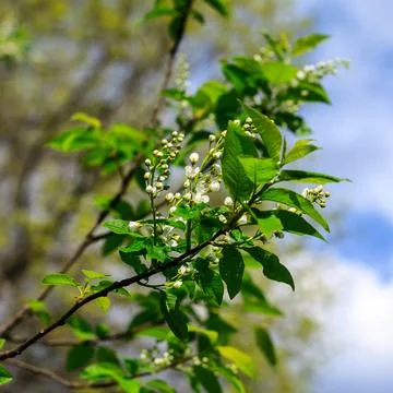 Bird-cherry tree at spring season Stock Photos