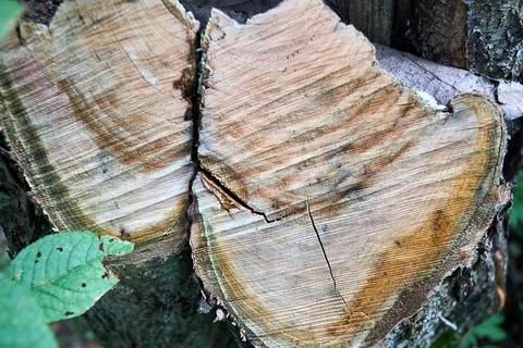 Bird cherry tree stump cut or Prunus maackii, also Padus maackii. Prunus maac Foto stock